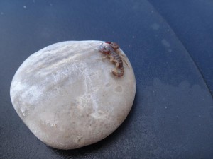 DSC05050